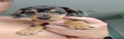 Dachshund dogs for sale: Miniture Dachshund x miniature pincher x dachshun  in Gainsborough - Advert 4