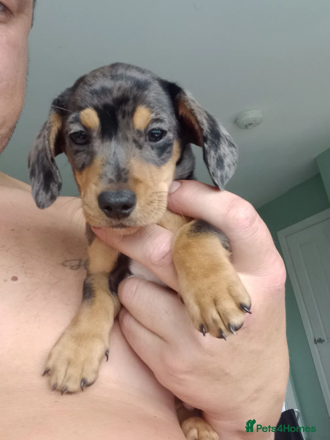 Dachshund dogs for sale: Miniture Dachshund x miniature pincher x dachshun  in Gainsborough - Advert 4