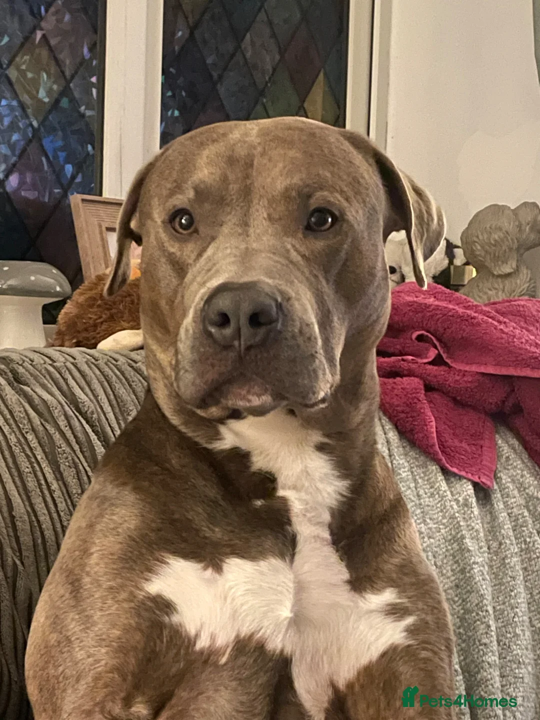 Cane Corso dogs for stud: Arlo - Staff x Cane Corso  - Advert 2
