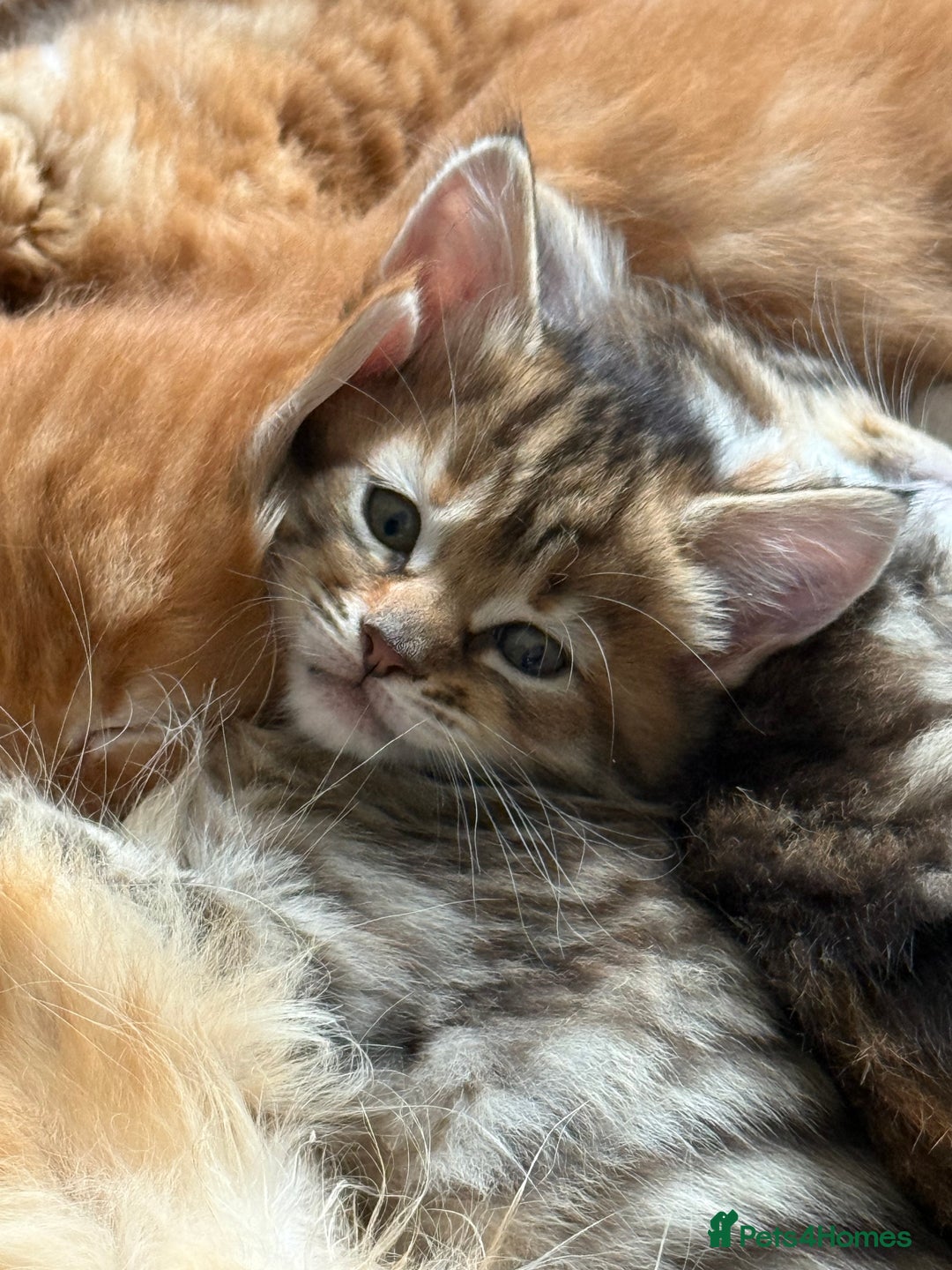Maine Coon cats for sale: Maine Coon Norwegian Forest cross kittens - Image 15