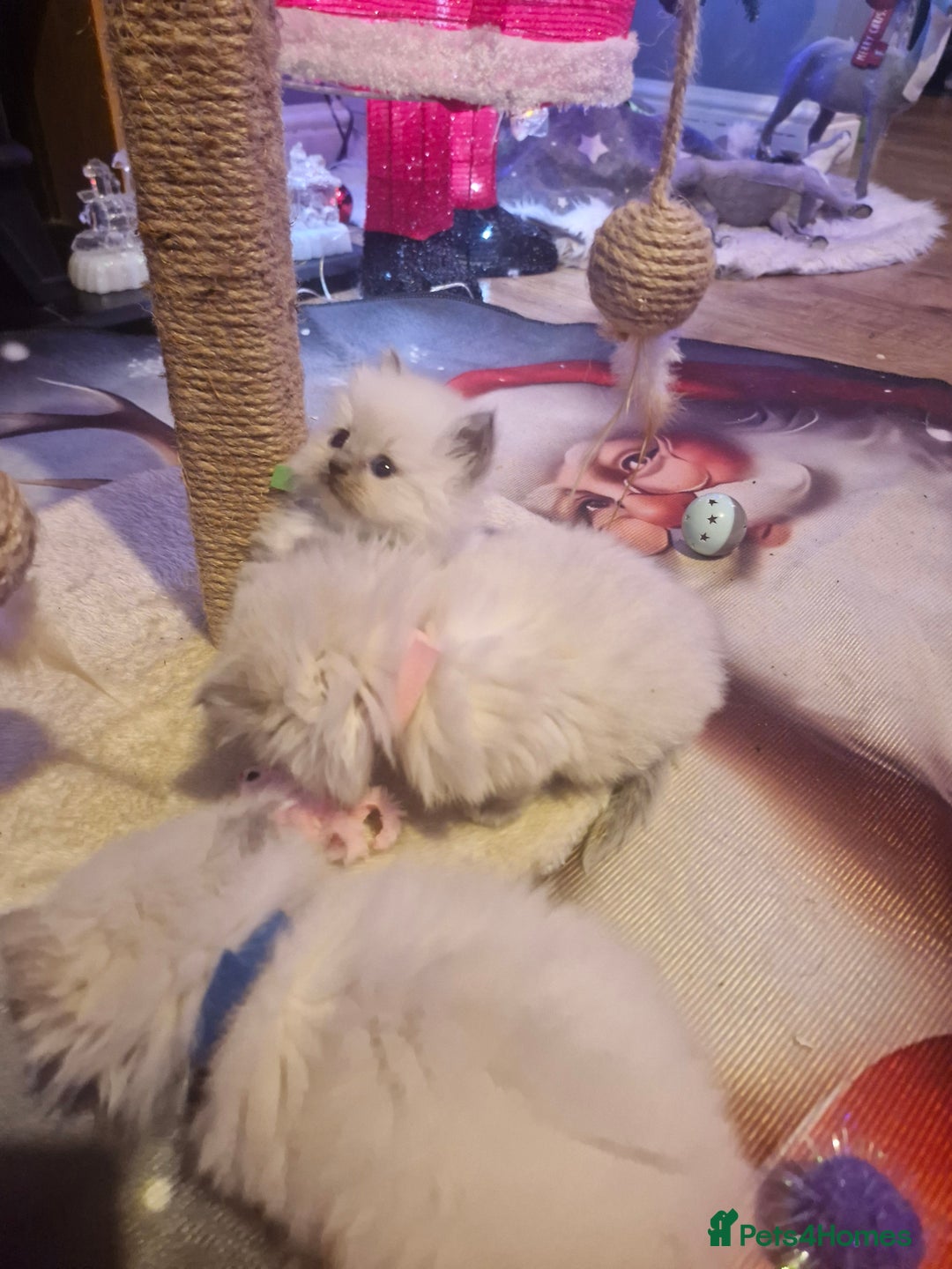 Ragdoll cats for sale: Lovely ragdoll baby's  - Advert 4