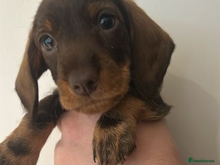 Dachshund dogs Dachshund puppies - Advert 5