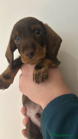 Dachshund dogs Dachshund puppies - Advert 12