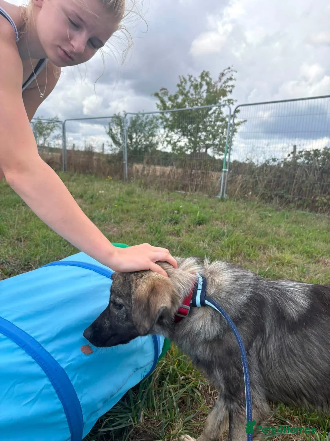 Mixed Breed dogs for adoption: Kevin - Norwich Norfolk  - Advert 2
