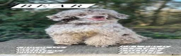 Labradoodle dogs for sale: Miniature Labradoodle Puppies  - Advert 17