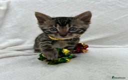 Bengal cats for sale: ❤️ GORGEOUS PURE BENGAL KITTENS ❤️ - Image 4
