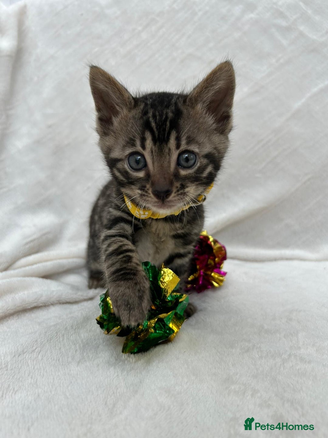 Bengal cats for sale: ❤️ GORGEOUS PURE BENGAL KITTENS ❤️ - Image 4