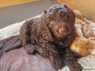 Cockapoo dogs Ready Now ⭐️ last boy ⭐️ - Advert 5