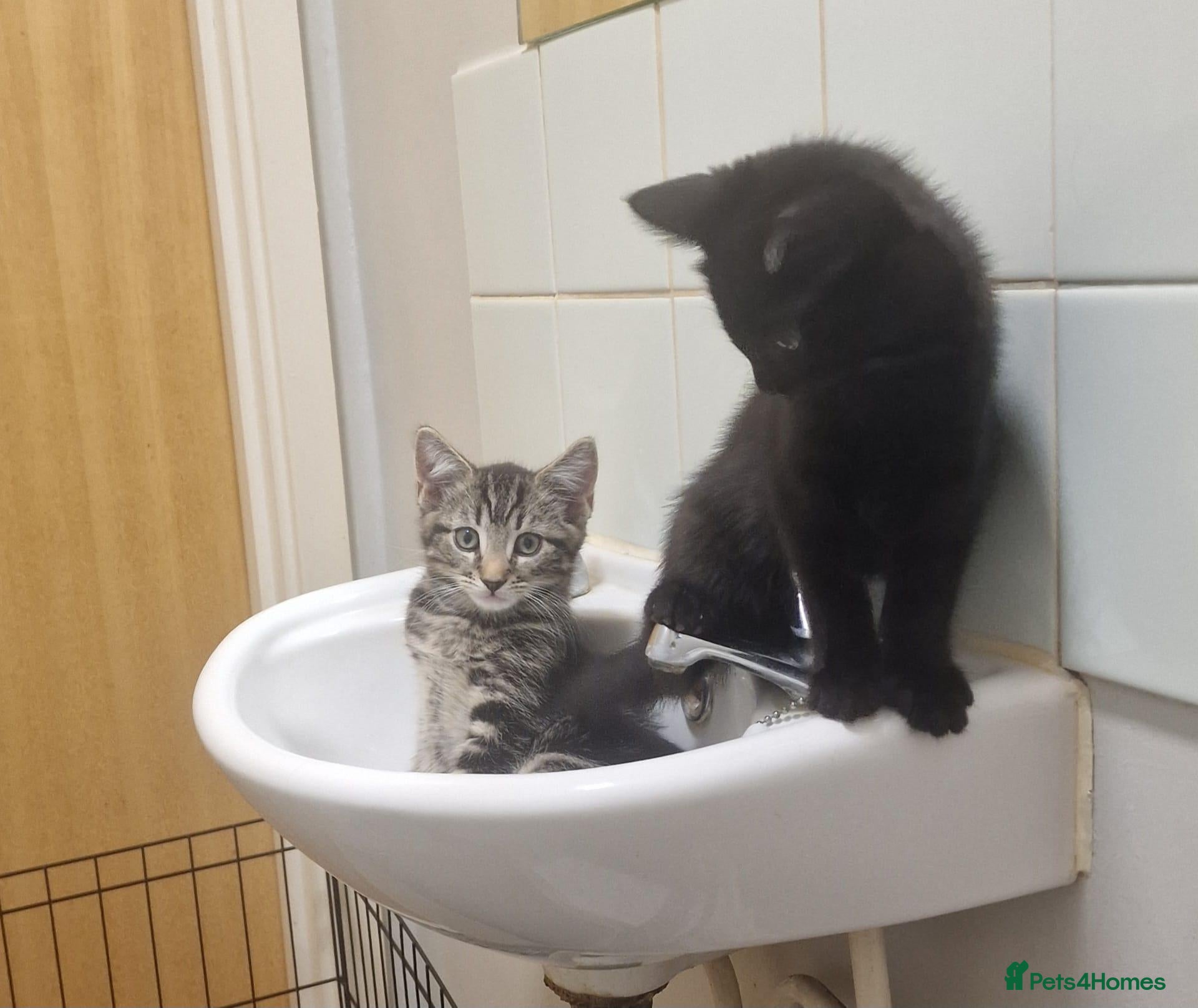 Mixed Breed cats Mixed Kittens - Advert 2
