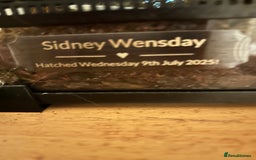 Gecko reptiles for sale: Crested gecko and terrarium  - Advert 6