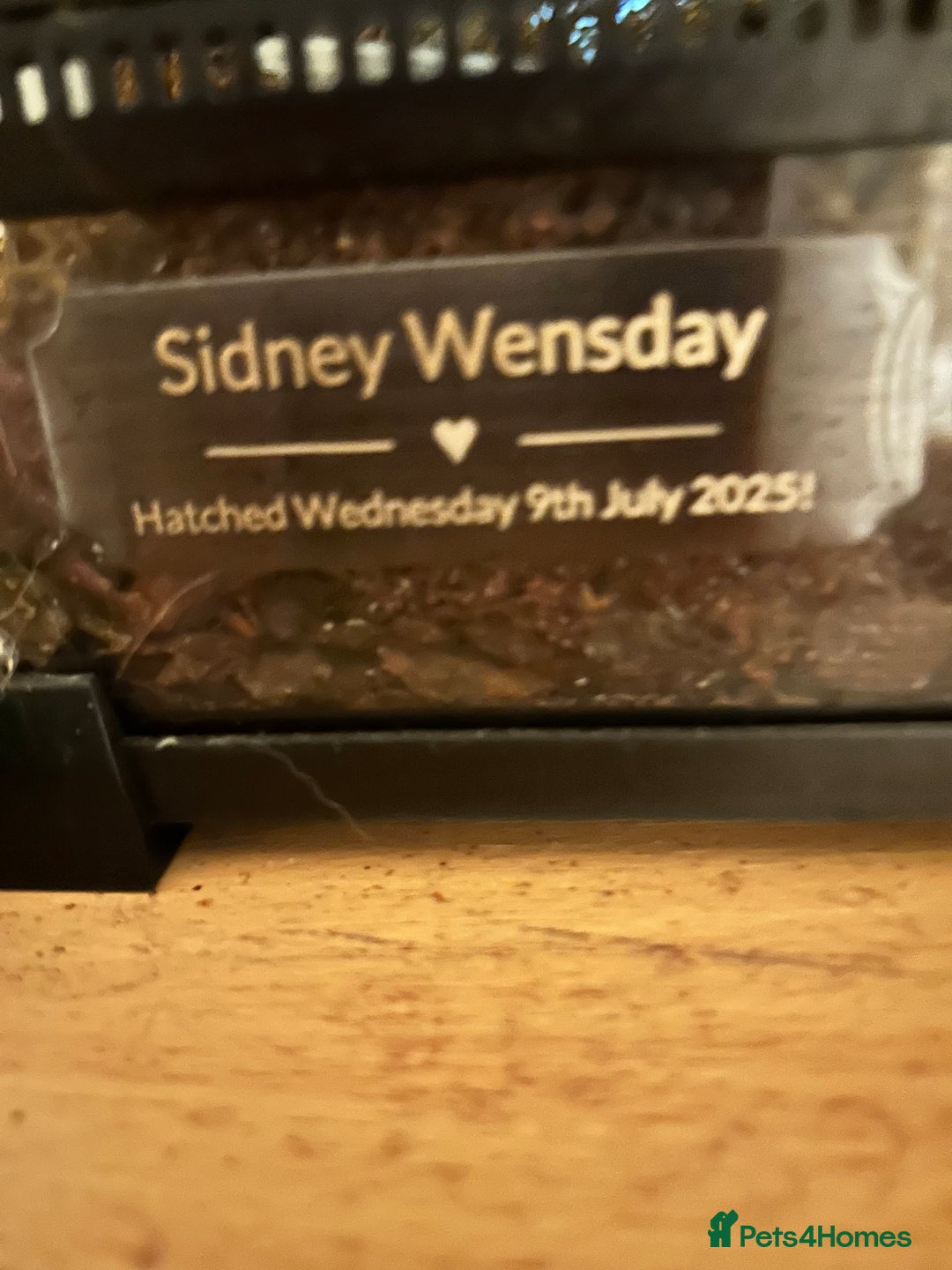 Gecko reptiles for sale: Crested gecko and terrarium  - Advert 6