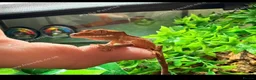 Gecko reptiles for sale: Young crestie with full set up  - Advert 2