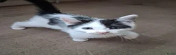 Ragdoll cats for sale: CUTE SOLID RAGDOLL KITTENS  - Advert 13