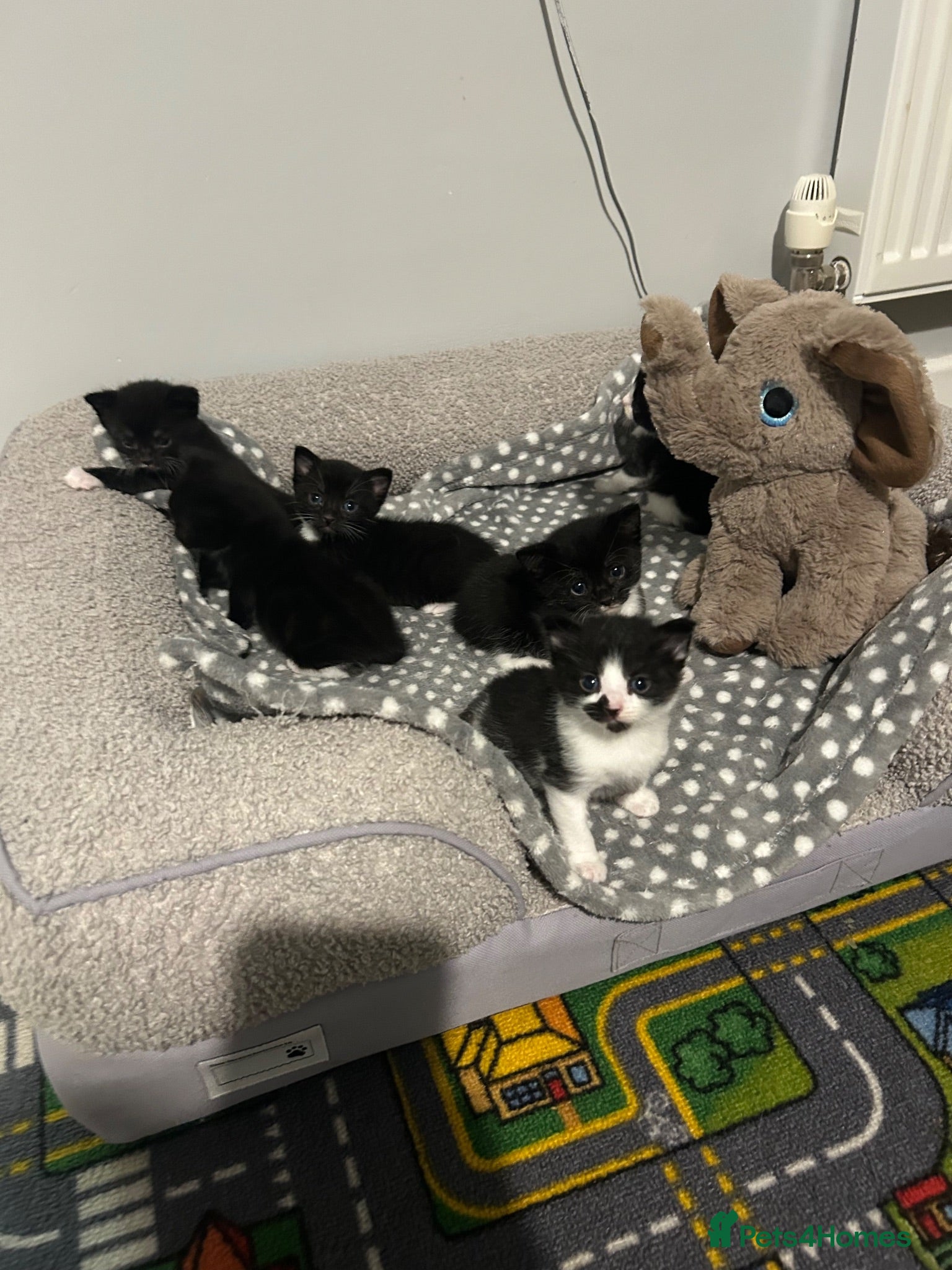 Domestic Shorthair cats Kittens - Advert 4