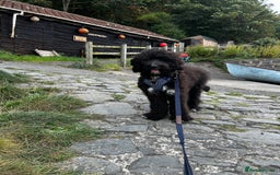 Bernedoodle dogs for sale: Jamie - Image 9