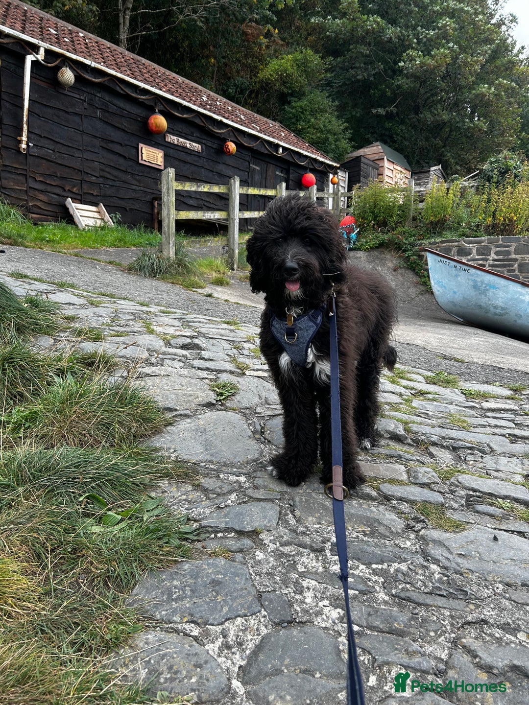 Bernedoodle dogs for sale: Jamie - Image 9