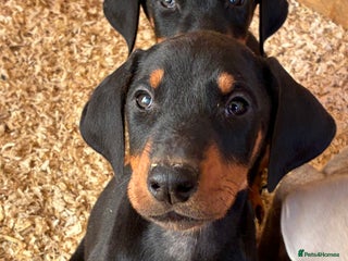 Dobermann dogs Beautiful puppy’s - Advert 1