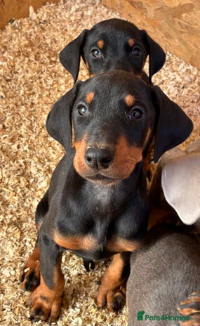 Dobermann dogs Beautiful puppy’s - Advert 1