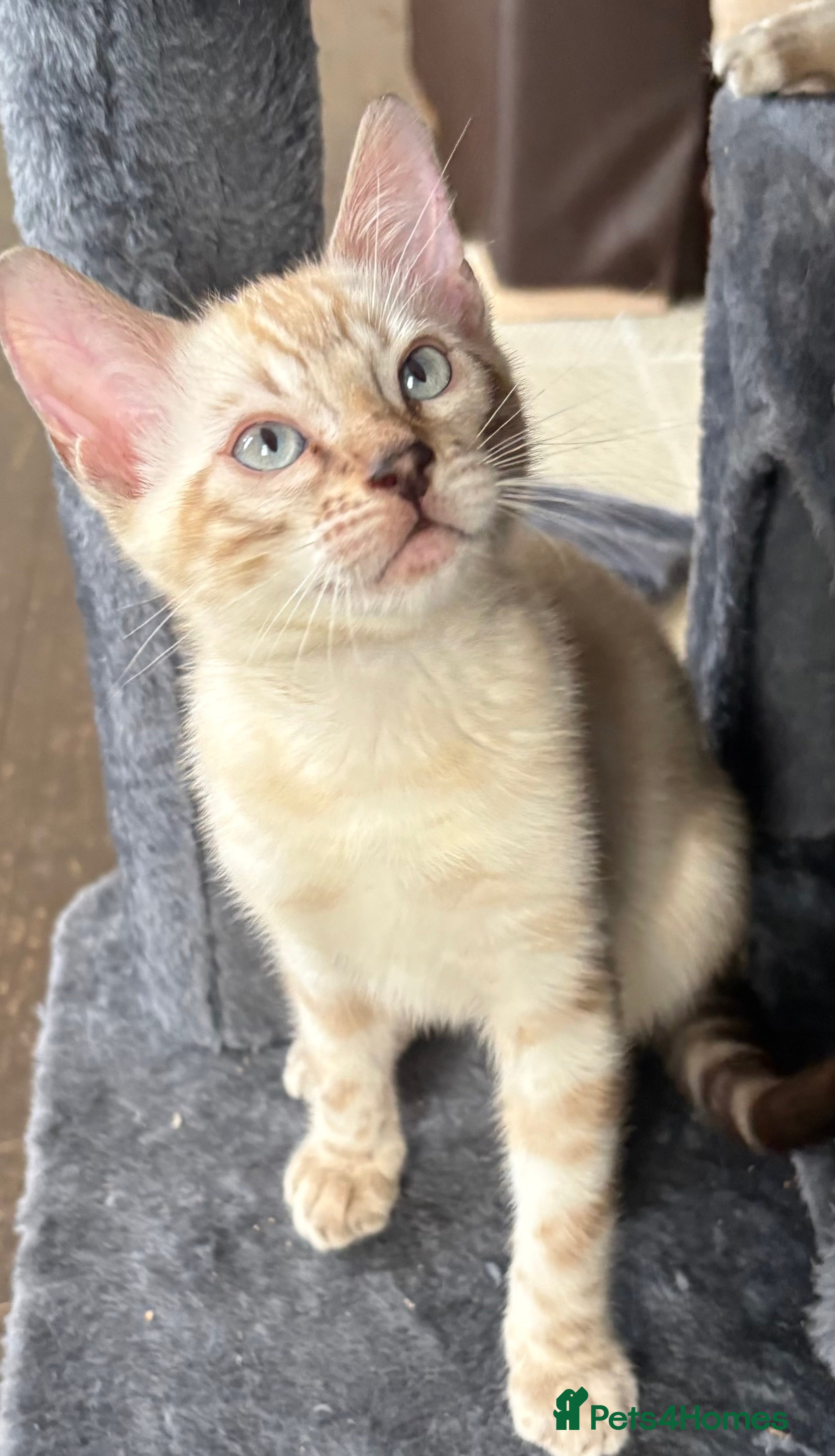 Bengal cats Stunning Tica reg Bengal kittens  - Advert 2