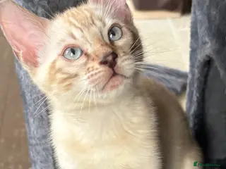 Bengal cats Stunning Tica reg Bengal kittens - Advert 2