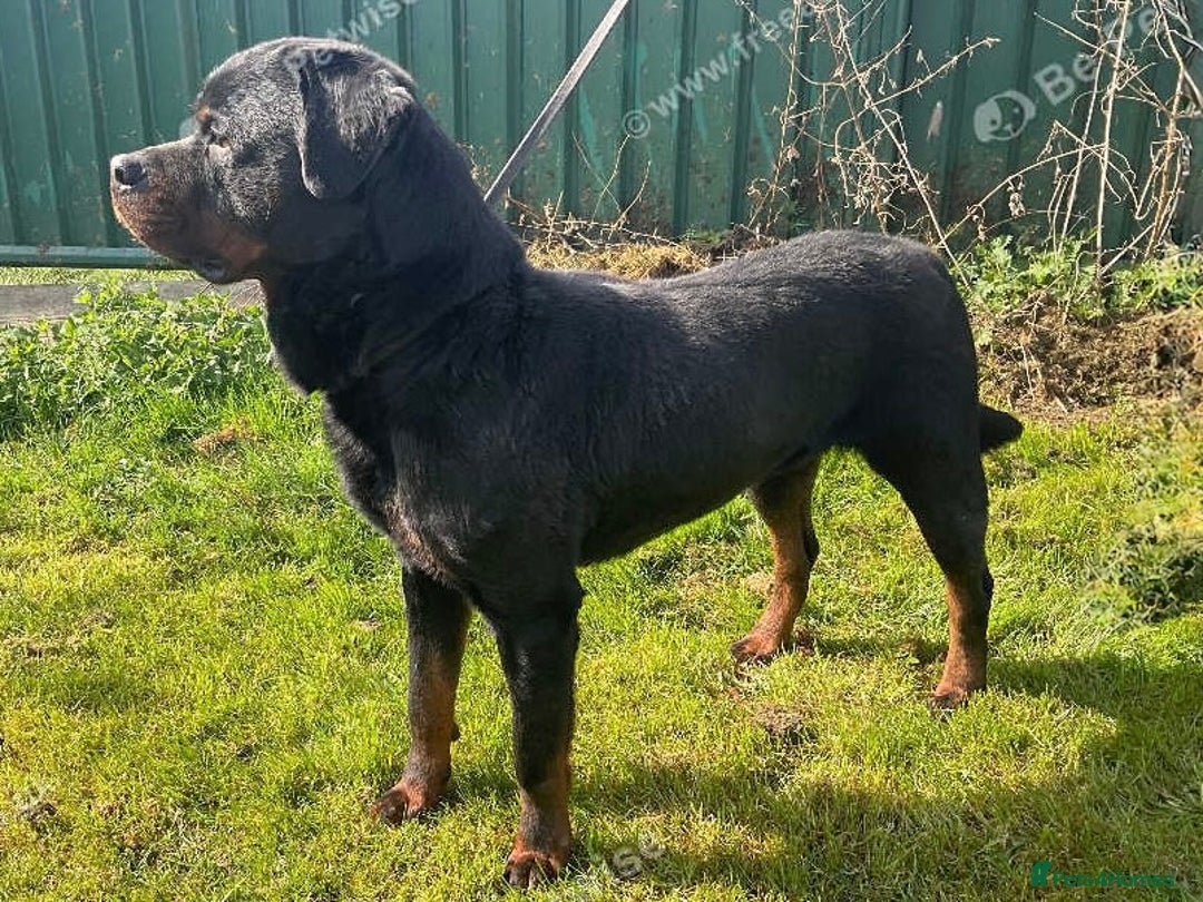 Rottweiler dogs for sale: Falconsnest (IMP BEL) Rottweiler Male - Image 3