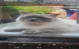 Birman cats for sale: Beautiful bonded cats, Birman and ragdoll females - Image 2