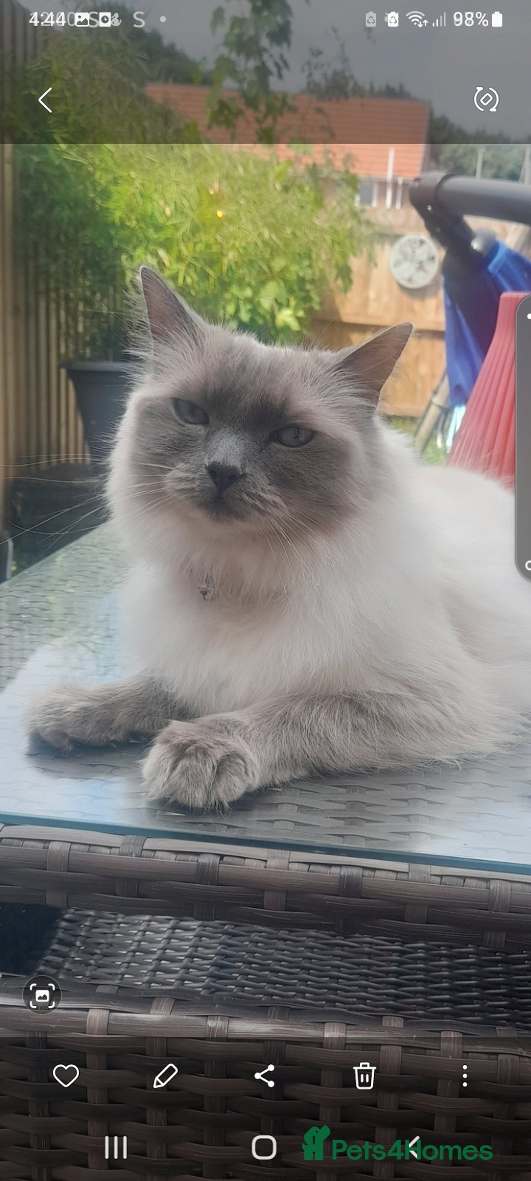 Birman cats for sale: Beautiful bonded cats, Birman and ragdoll females - Image 2