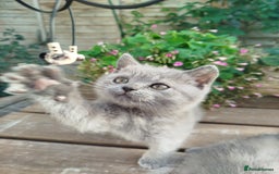 British Shorthair cats for sale: Beautiful kittens  - Image 12