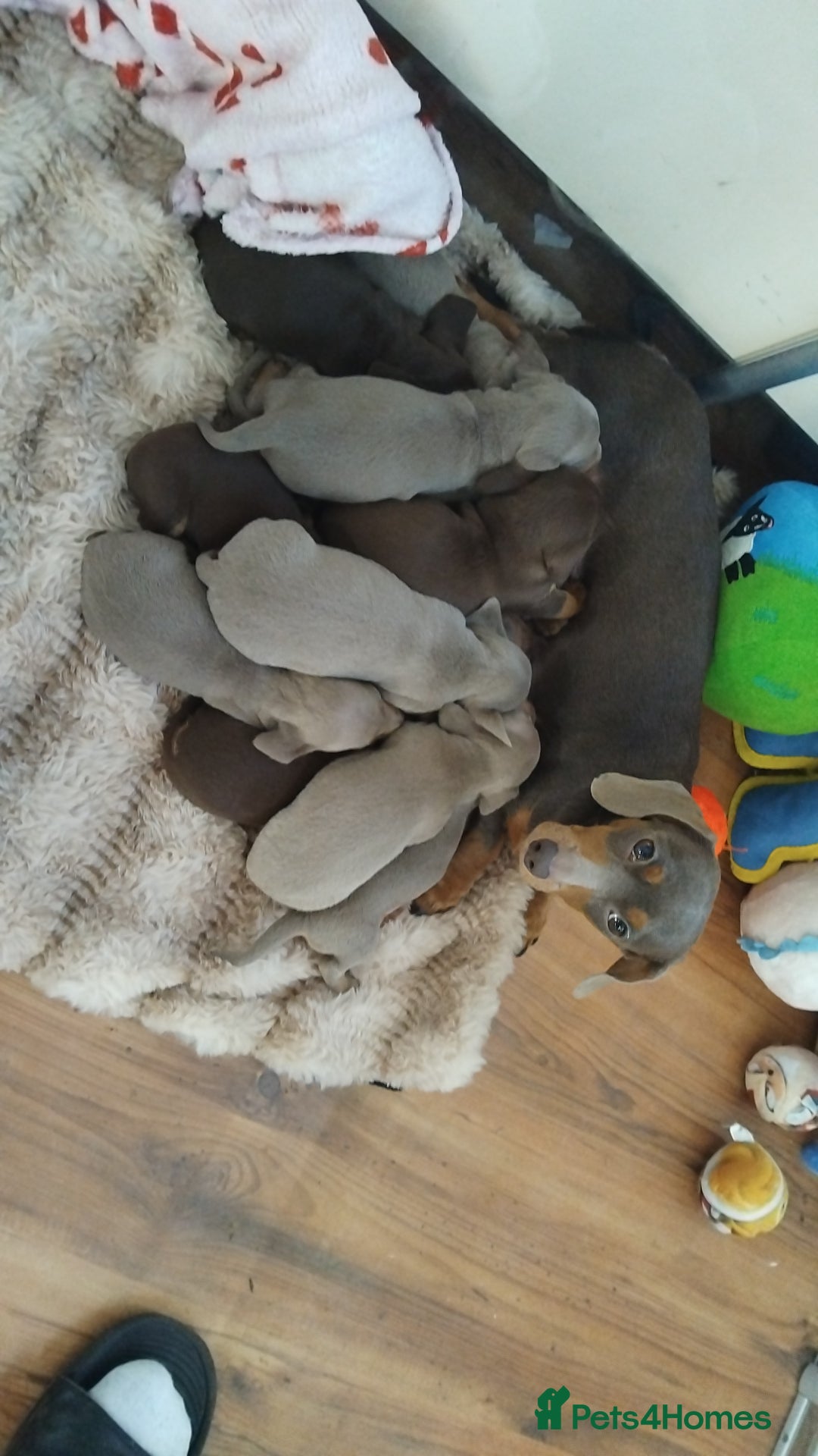 Dachshund dogs for sale: Last 6 stunning boys left. - Advert 2