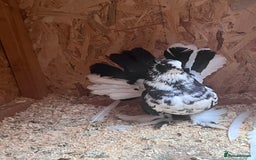 Pigeons birds for sale: Indian Faintails  - Advert 5