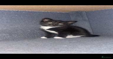 Mixed Breed cats - Advert 9