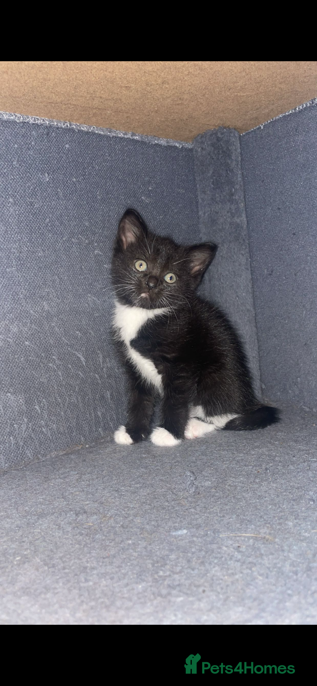 Mixed Breed cats for sale: British blue/Russian blue cross - Image 3