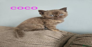 British Shorthair cats - Advert 8