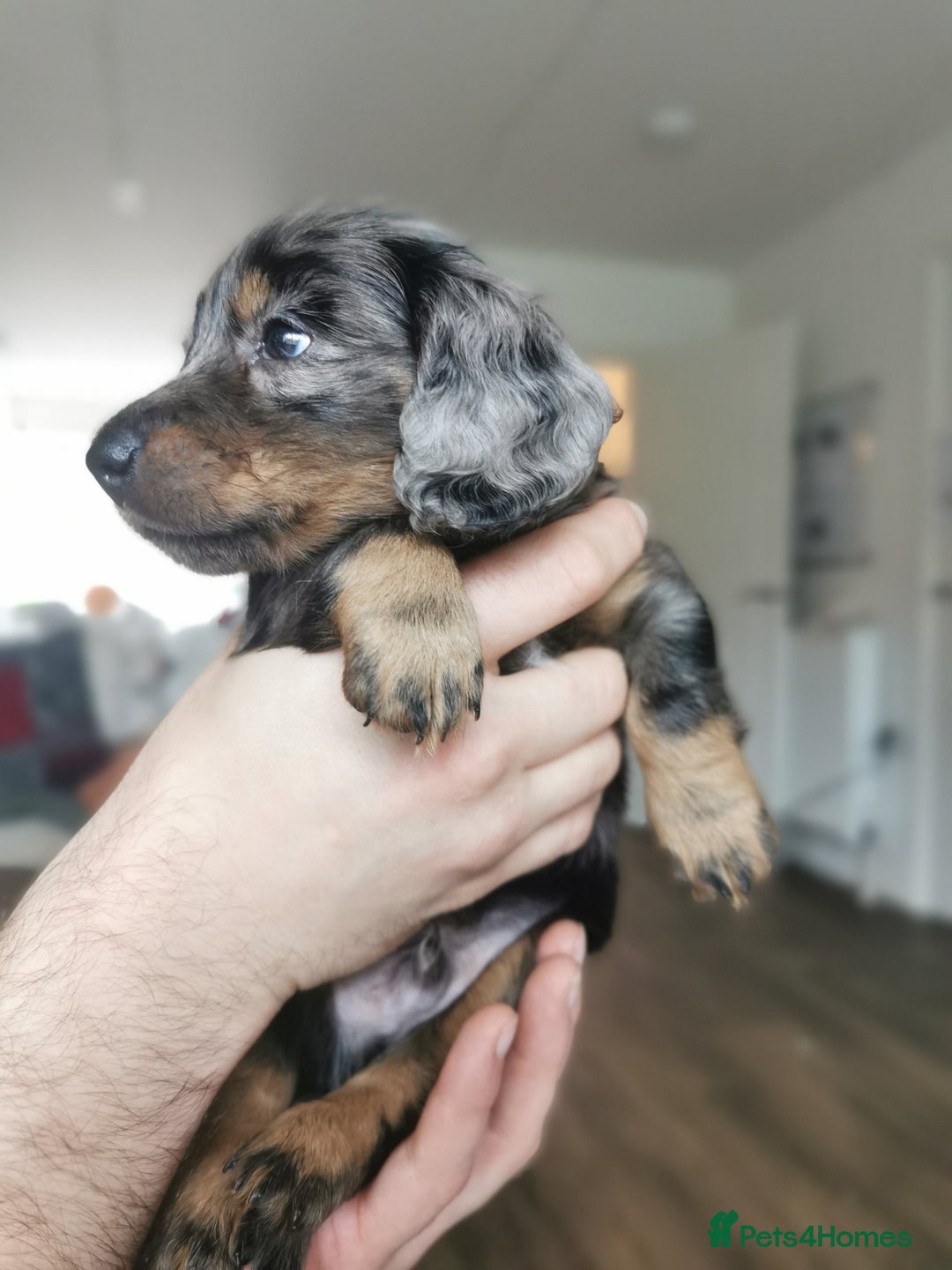 Miniature Dachshund dogs for sale: 5 beautiful miniature dachshund pups for sale - Advert 20