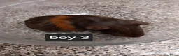 Guinea Pig rodents for sale: Baby guineapigs ready now  - Advert 9