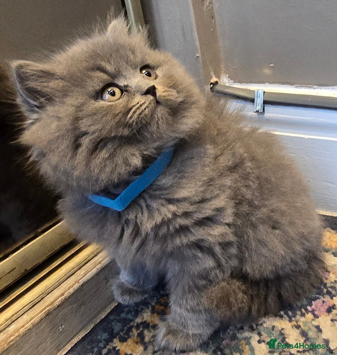 British Shorthair cats Adorable British Shorthair Kittens  - Advert 11