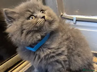 British Shorthair cats Adorable British Shorthair Kittens - Advert 2