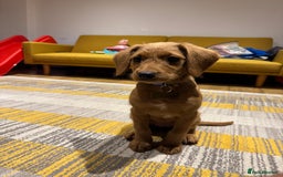 Mini Goldendoodle dogs for sale: Family, Fully Trained Lovley Goldendoodle - Image 3