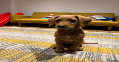 Mini Goldendoodle dogs - Advert 15