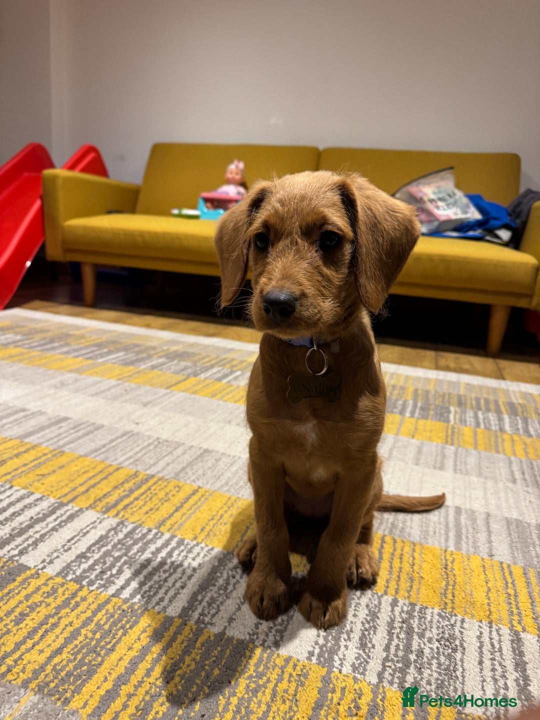 Mini Goldendoodle dogs for sale: Family, Fully Trained Lovley Goldendoodle - Image 3