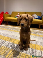 Mini Goldendoodle dogs - Advert 15