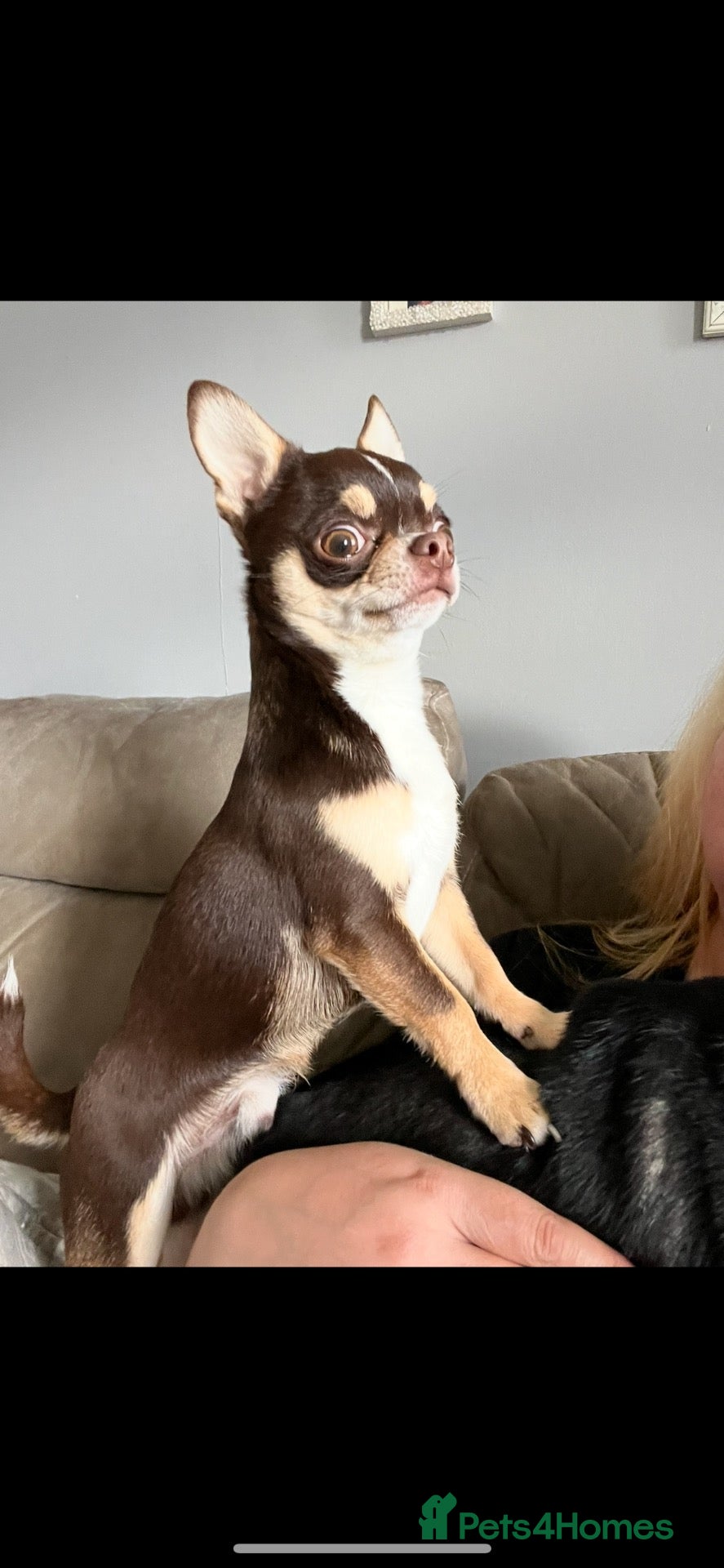 Chihuahua dogs Small and proven chihuahua for stud - Advert 1