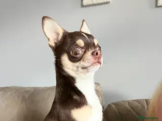 Chihuahua dogs Small and proven chihuahua for stud - Advert 6