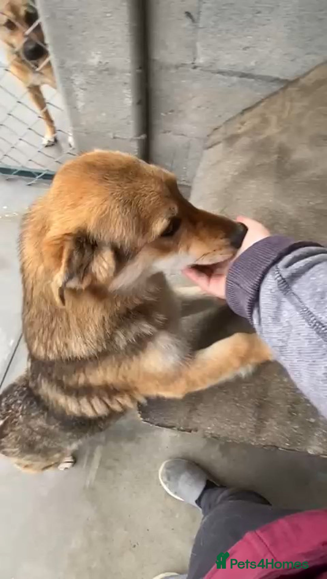 Mixed Breed dogs for adoption: Monty, 1 yr approx. Available for adoption. - Advert 5