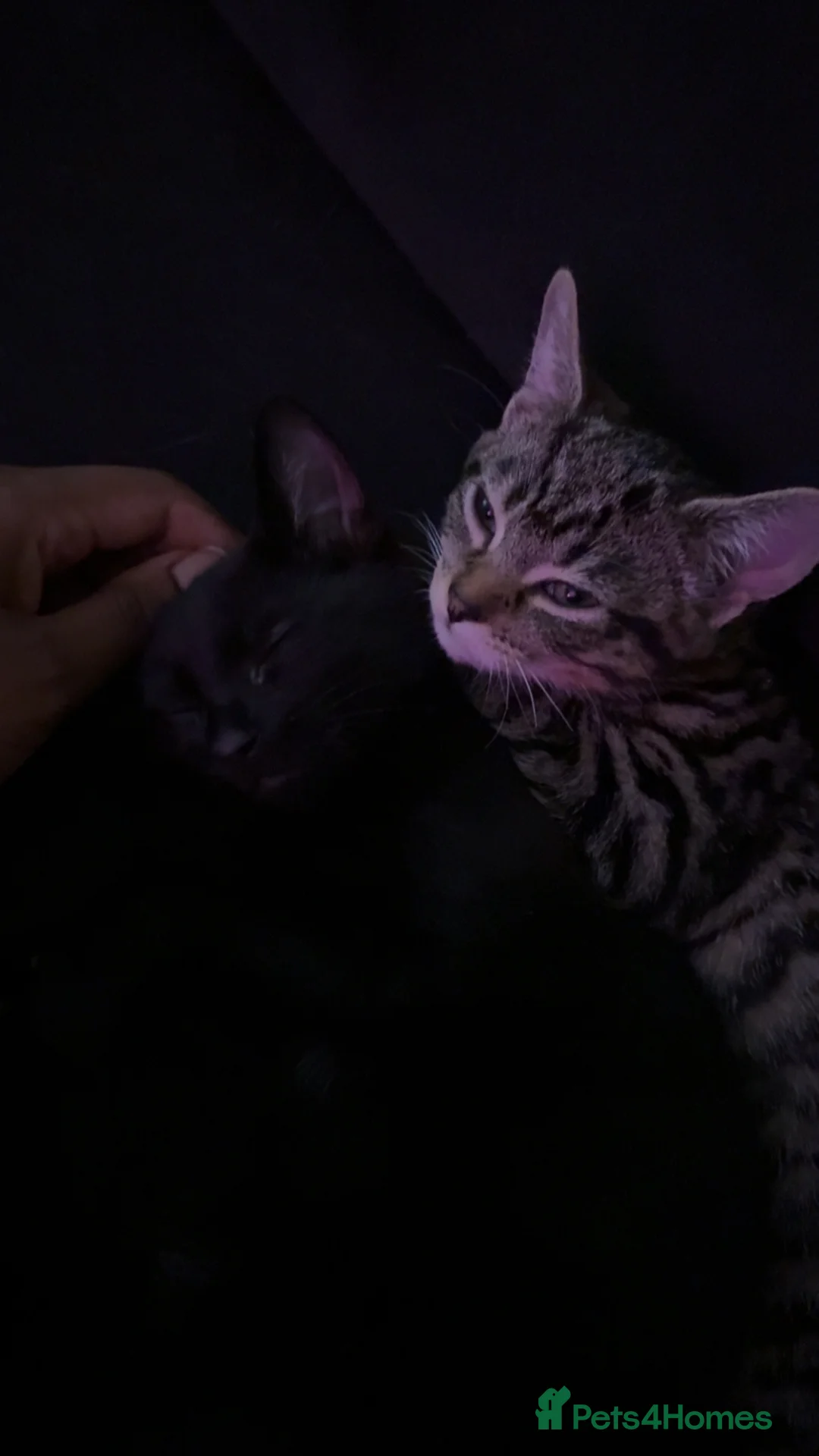 Mixed Breed cats for sale: Black Cat for Sale - Advert 4