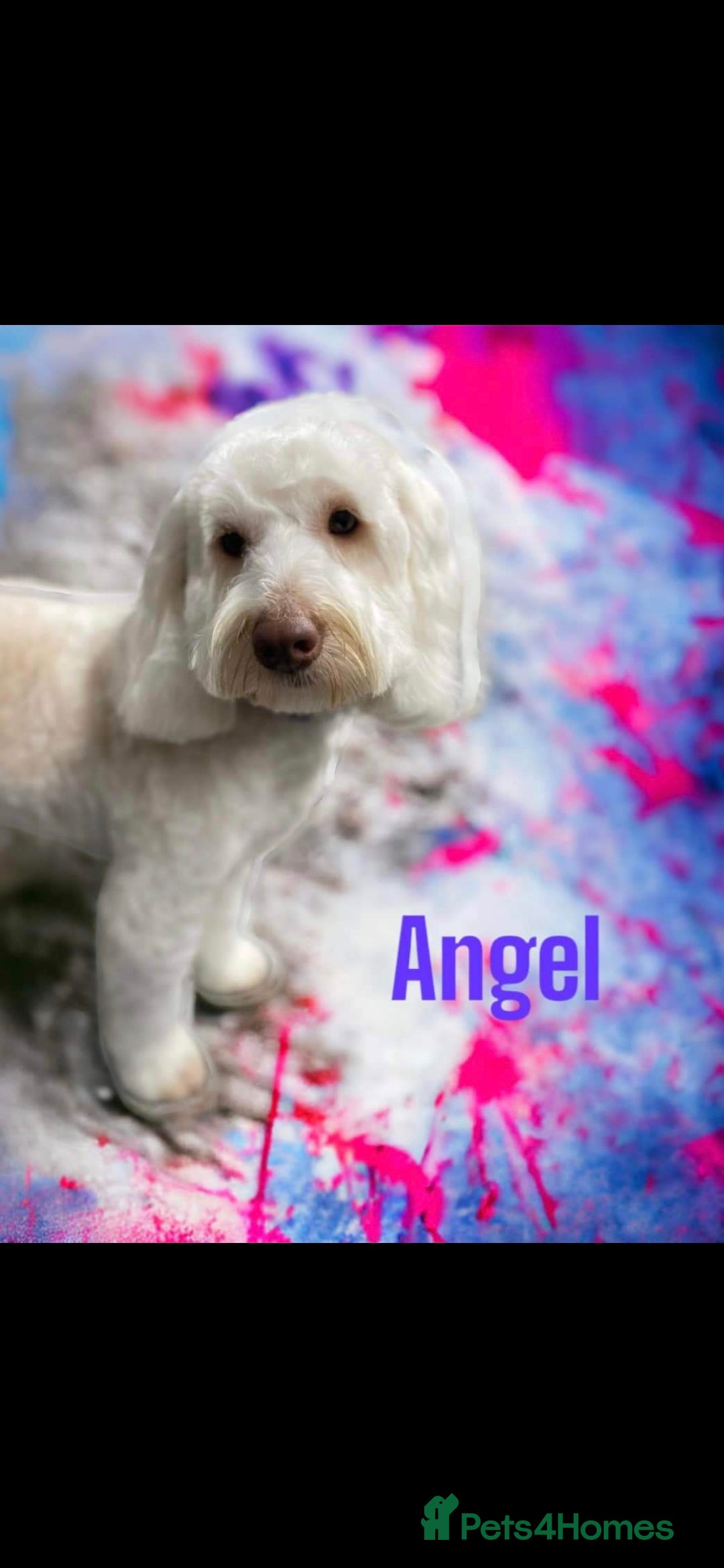 Cockapoo dogs Angel - Advert 2