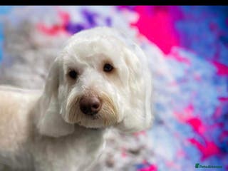 Cockapoo dogs Angel - Advert 2