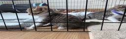 Mixed Breed cats for sale: 3x girl kittens  in Halstead - Advert 12