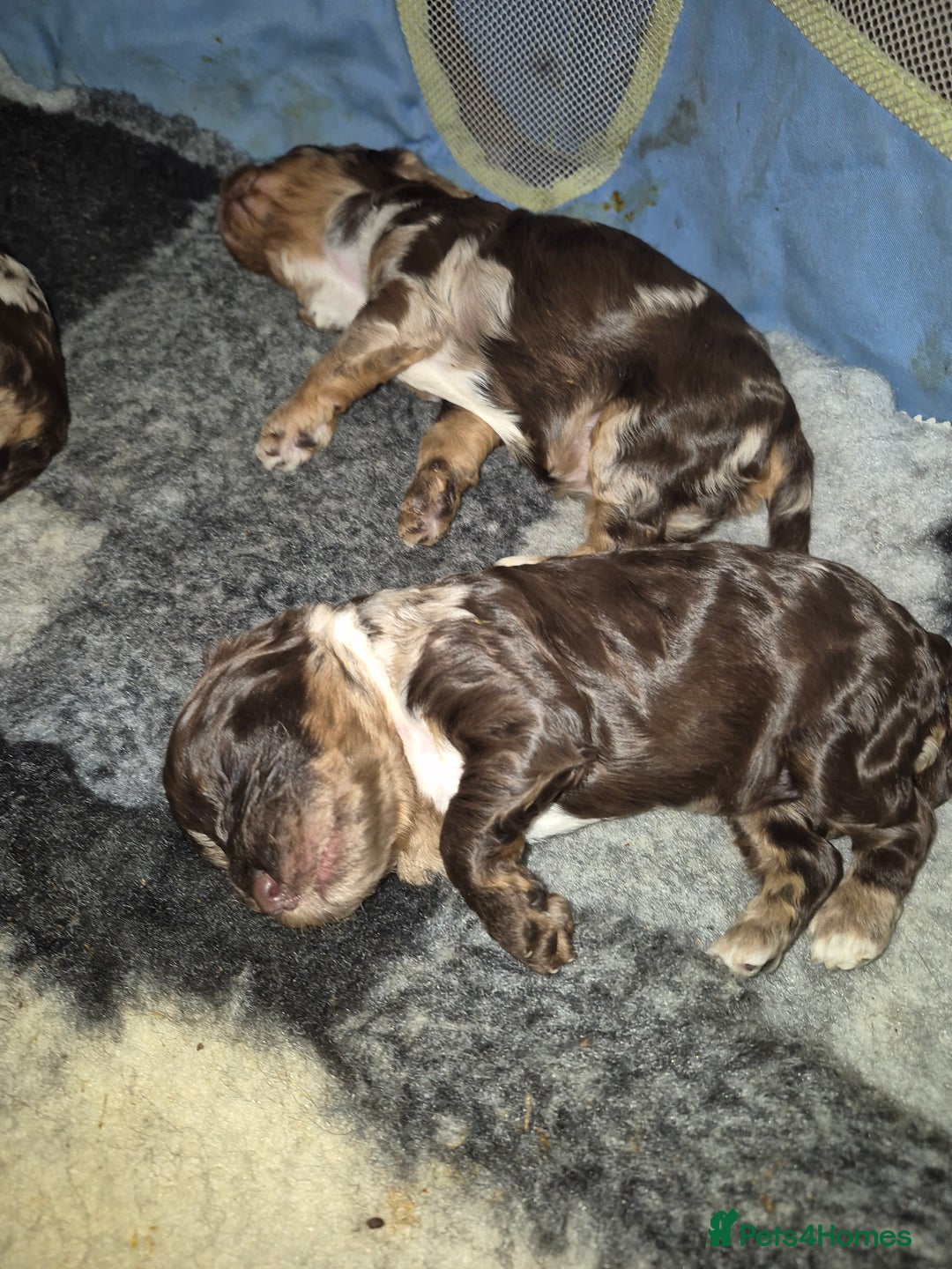 Cockapoo dogs for sale: F1 show cockapoos - Advert 3