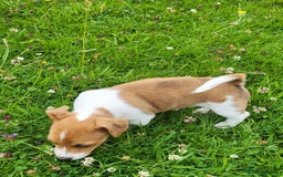 Jack Russell dogs for sale: Merle, red, black and tan JRT puppies in Carmarthen - Image 6